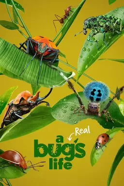 A Real Bug's Life | A Real Bug's Life (2024)