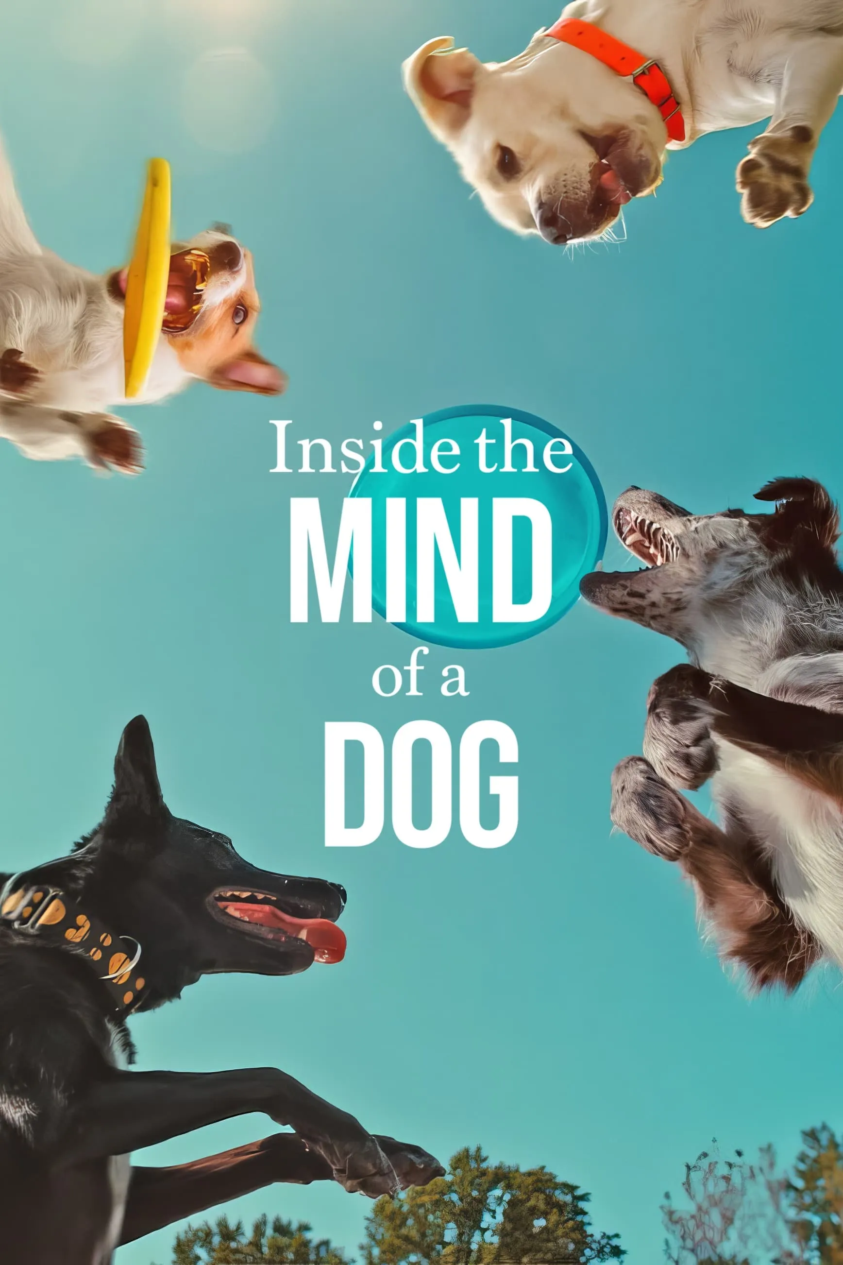 Phim Những chú chó nghĩ gì - Inside the Mind of a Dog (2024)